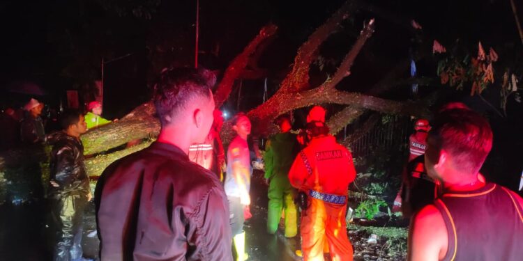 Pohon Tumbang di Cianjur Sebabkan 4 Pengendara Luka-Luka
