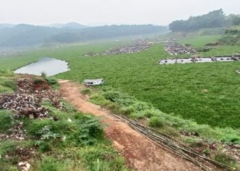 Sudah Satu Bulan Eceng Gondok Tutupi Waduk Cirata Jangari, Petani Ikan Harap Ada Solusi