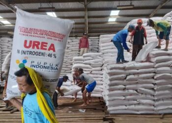 Jerit Petani Cianjur Sulit Dapat Pupuk Bersubsidi