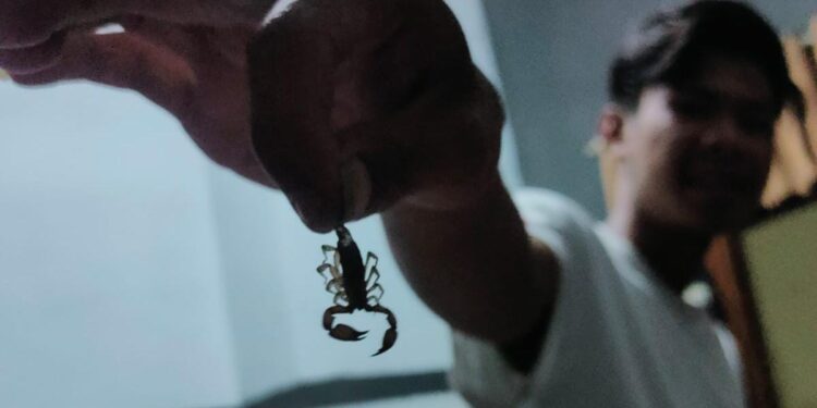 Warga Cianjur Diresahkan Kalajengking Masuk Rumah di Musim Hujan