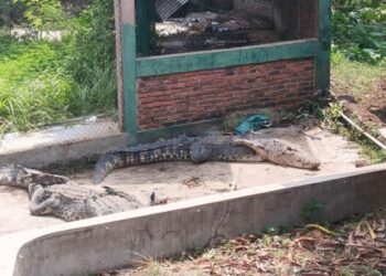 Pascalepasnya Kawanan Buaya, Warga Gunung Calung Masih Takut Beraktivitas di Sekitar Sungai
