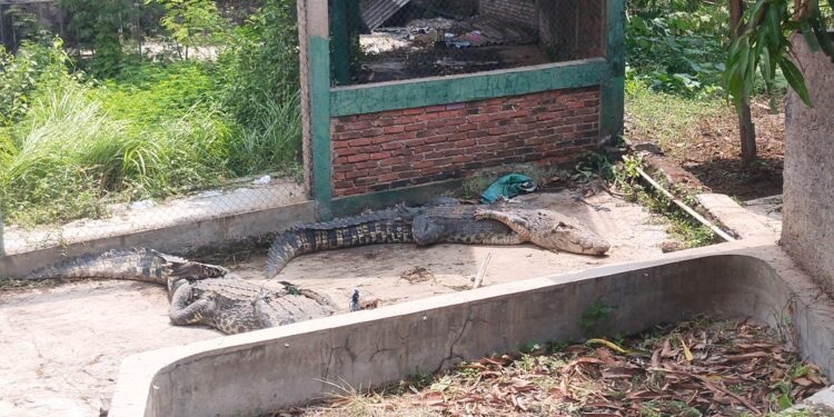 Pascalepasnya Kawanan Buaya, Warga Gunung Calung Masih Takut Beraktivitas di Sekitar Sungai