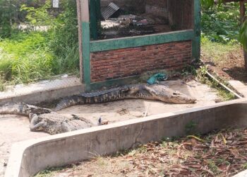 Lurah Sayang Sebut Tempat Lepasnya Buaya Dikelola Balai BKSDA