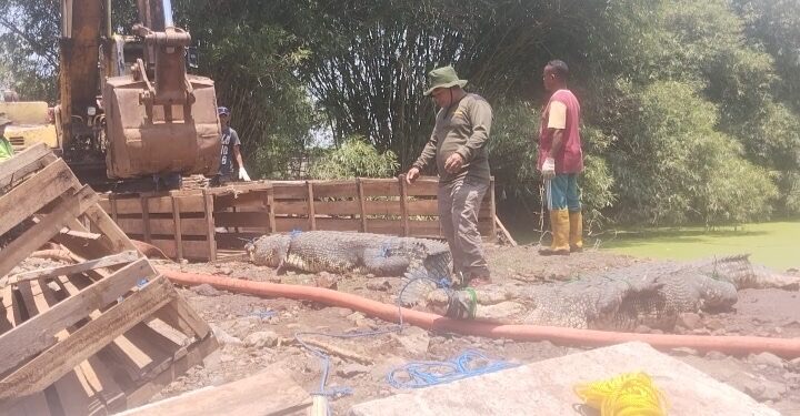 Diduga Kelelahan, Seorang Petugas BKSDA yang Mengevakuasi Buaya Meninggal Dunia