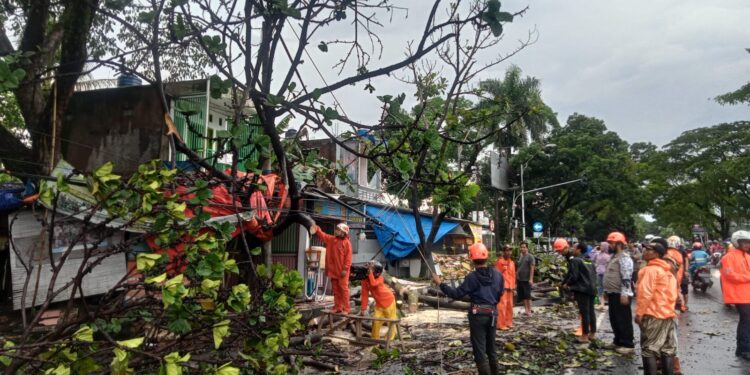 Hujan Deras Disertai Angin Picu Pohon Tumbang di Rawabango