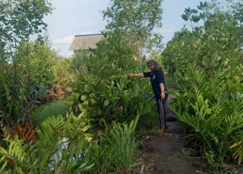 Cianjur Targetkan Perluasan Lahan Penanaman Mangrove dan Cemara di Pesisir Pantai Selatan