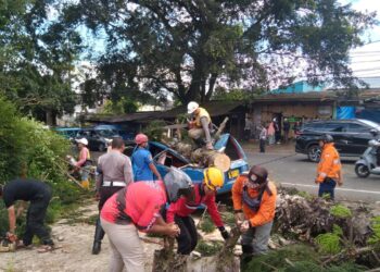 Bruk! Pohon Tumbang Timpa Angkot saat Angin Kencang