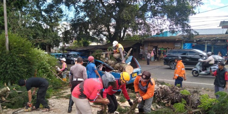 Bruk! Pohon Tumbang Timpa Angkot saat Angin Kencang