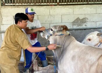DPKHP Cianjur Waspadai Potensi Penyebaran PMK saat Musim Hujan